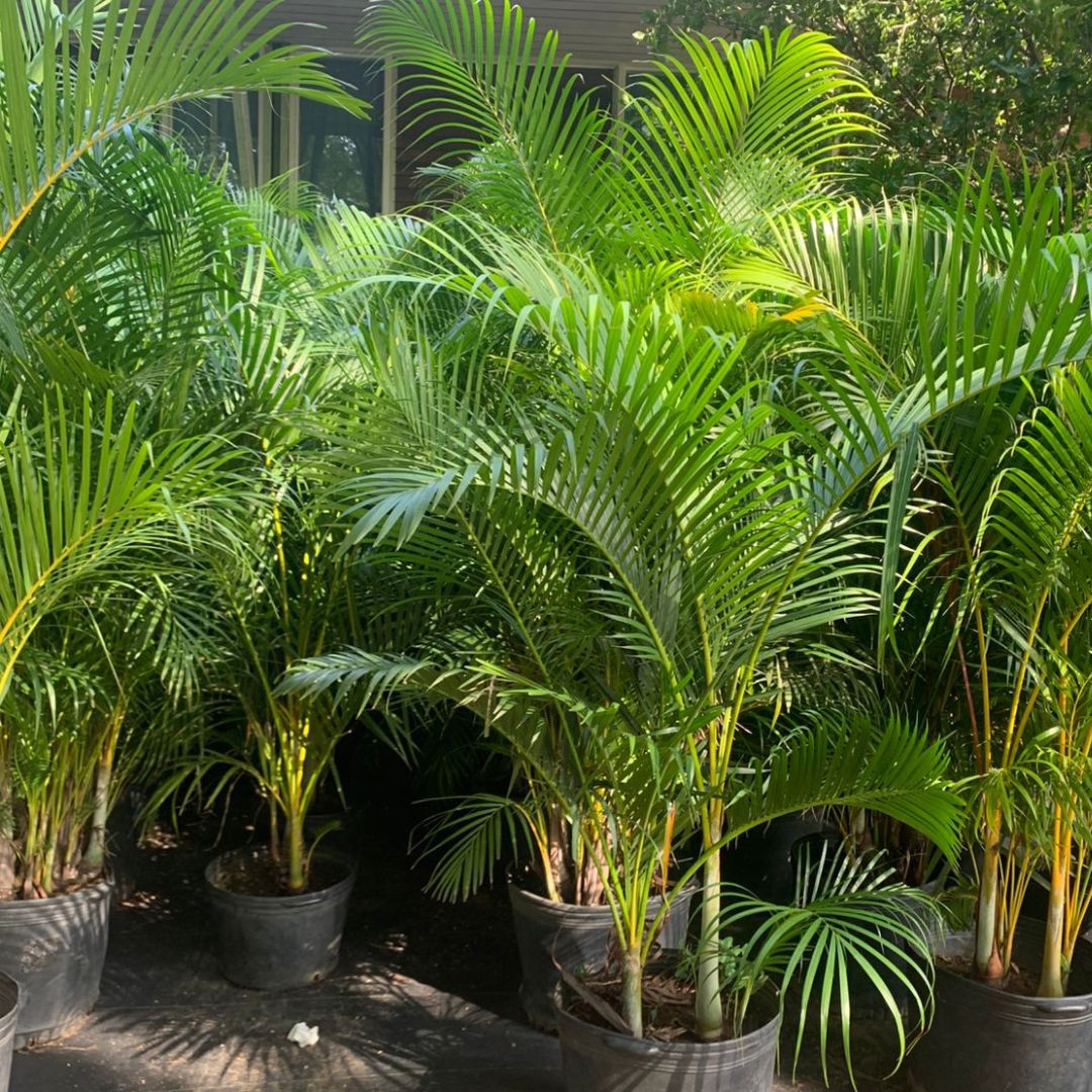 Plant Rental